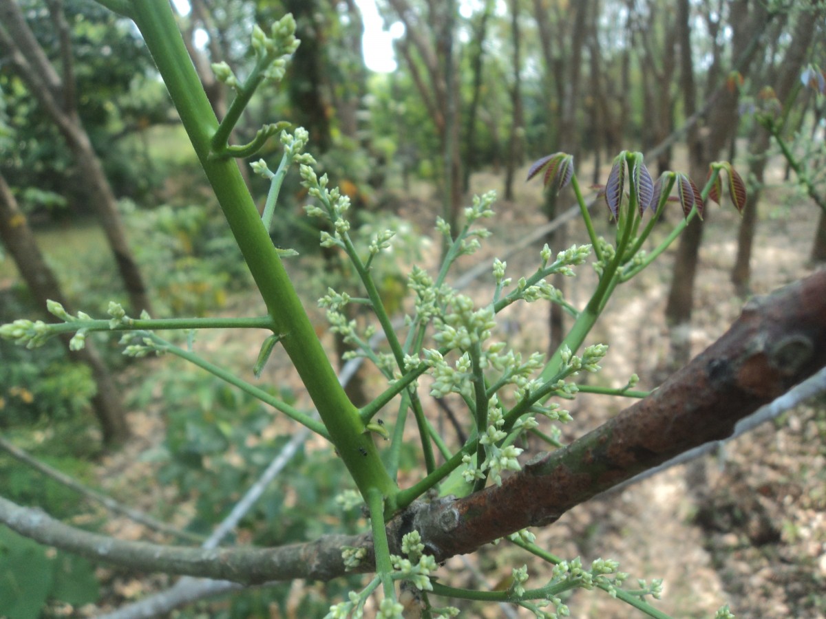 Hevea brasiliensis (Willd. ex A.Juss.) Müll.Arg.